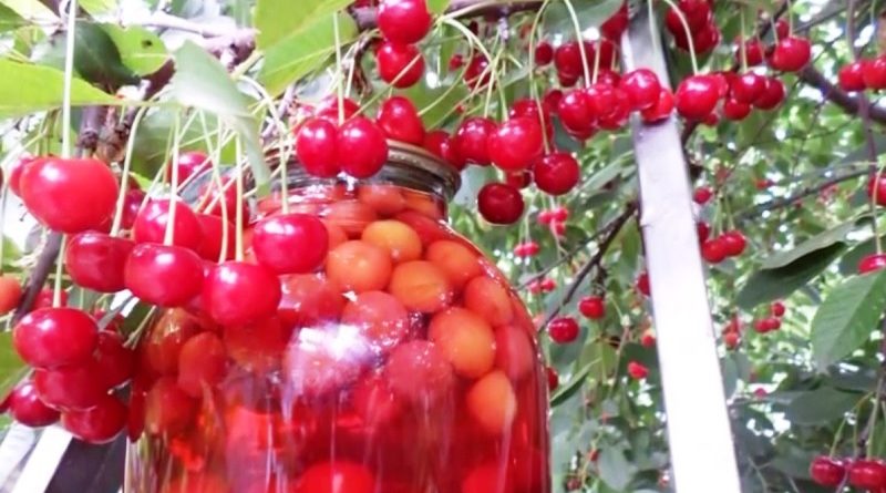 Компот из вишни на зиму — рецепты вишневого компота на 1 и 3 литровую банку