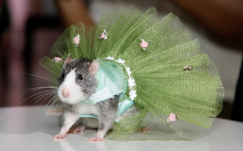 Что надеть на Новый год Крысы 2020? Наряды для мужчин, женщин и детей по знакам Зодиака